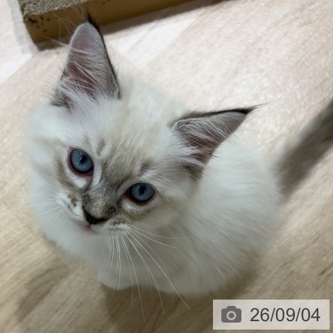 ラグドールの写真