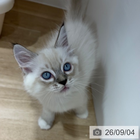 ラグドールの写真