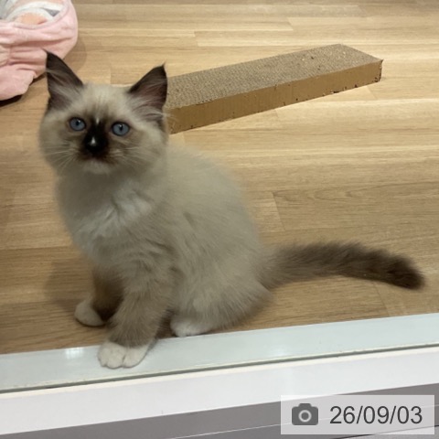 ラグドールの写真