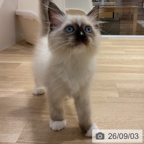 ラグドールの写真