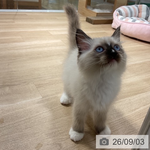 ラグドールの写真