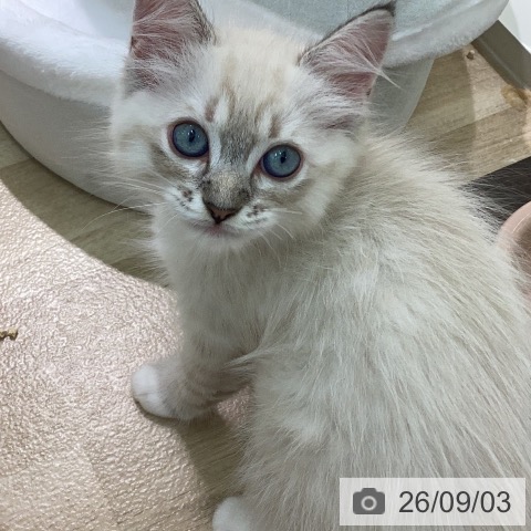 ラグドールの写真