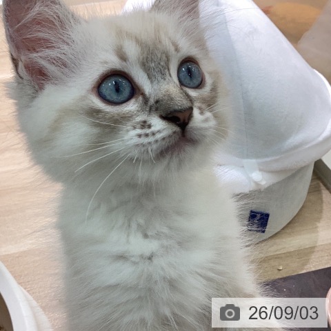 ラグドールの写真