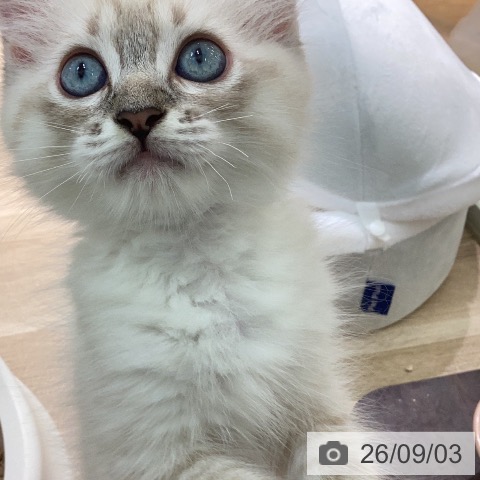 ラグドールの写真