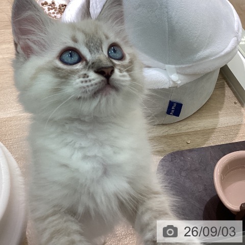 ラグドールの写真
