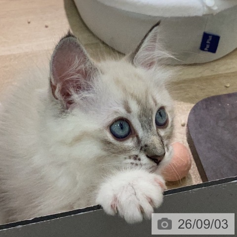 ラグドールの写真