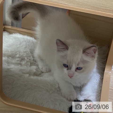 ラグドールの写真