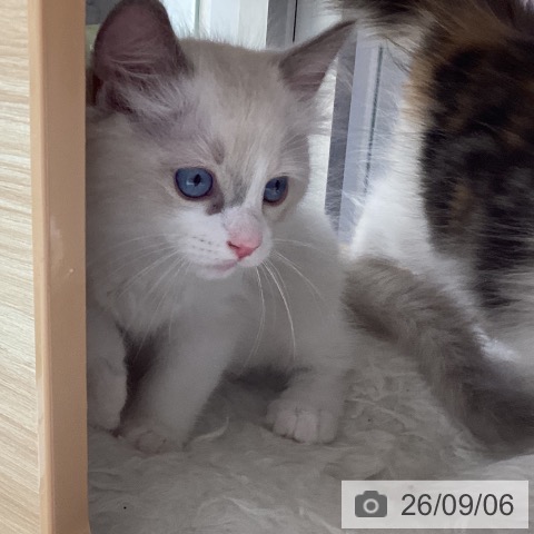 ラグドールの写真