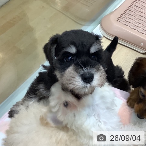 ミニチュア・シュナウザーの写真