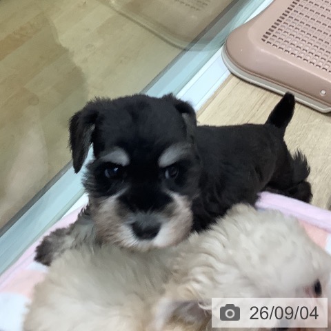 ミニチュア・シュナウザーの写真