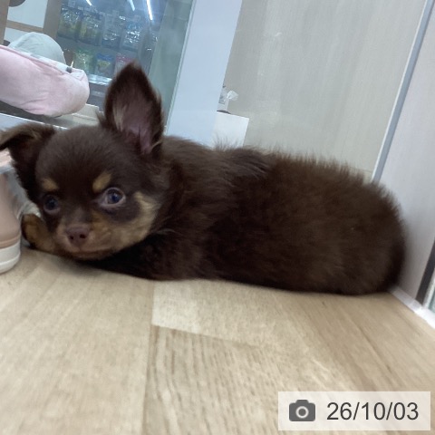 神奈川県のチワワ(ロング) (ペットプラス 相模原並木店/2026年7月6日生まれ/男の子/チョコレートタンホワイト)の子犬の3枚目の画像