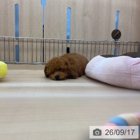 埼玉県のトイプードル(トイ) (ペッツワン 浦和美園店/2026年7月1日生まれ/男の子/レッド)の子犬の4枚目の画像