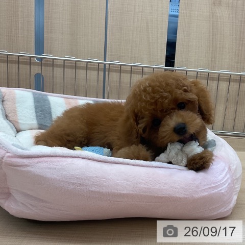 埼玉県のトイプードル(トイ) (ペッツワン 浦和美園店/2026年7月1日生まれ/男の子/レッド)の子犬の3枚目の画像