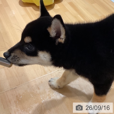 柴の写真