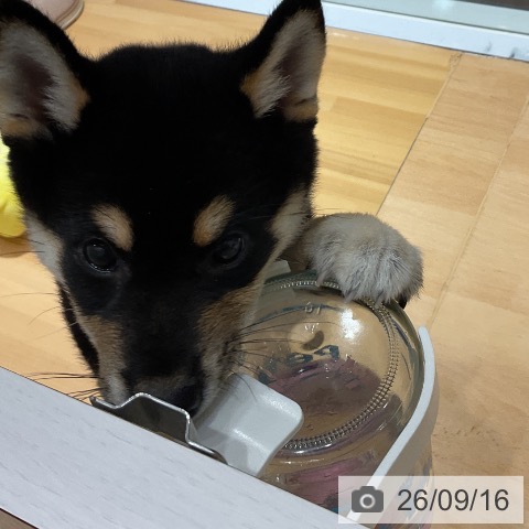 柴の写真