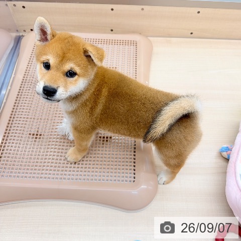 柴の写真