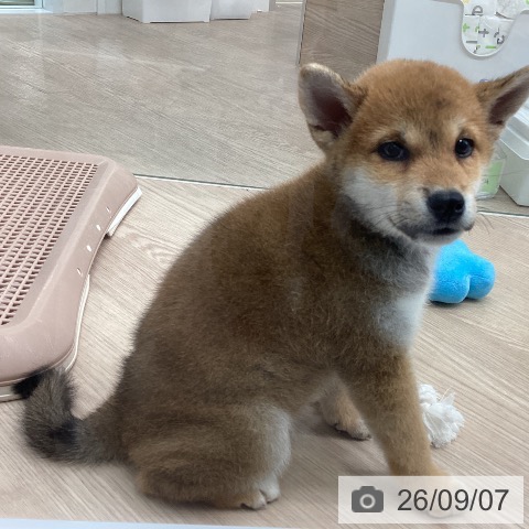 柴の写真