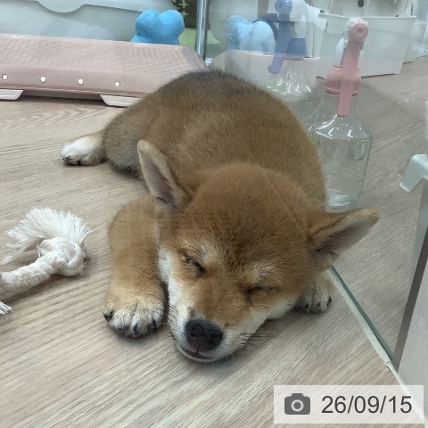 埼玉県の柴犬(標準サイズ) (ペットプラス 川口店/2026年7月7日生まれ/男の子/赤)の子犬の4枚目の画像