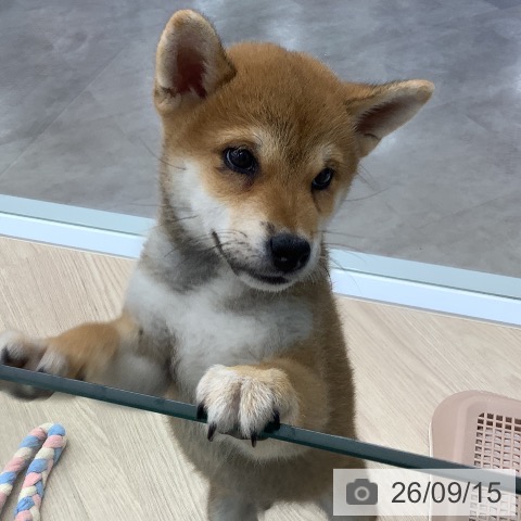 埼玉県の柴犬(標準サイズ) (ペットプラス 川口店/2026年7月7日生まれ/男の子/赤)の子犬の3枚目の画像