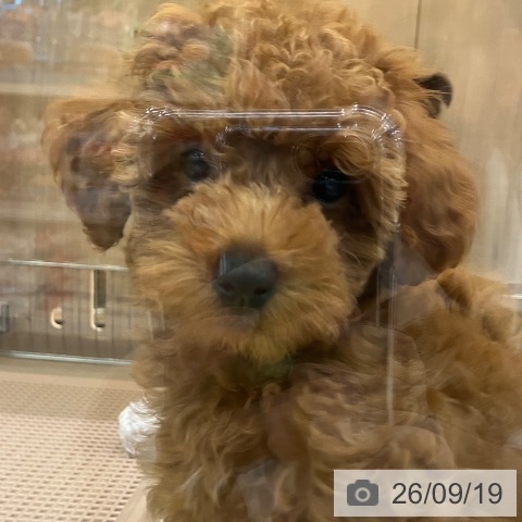神奈川県のトイプードル(トイ) (ペッツワン 横須賀久里浜店/2026年7月1日生まれ/女の子/レッド)の子犬の3枚目の画像