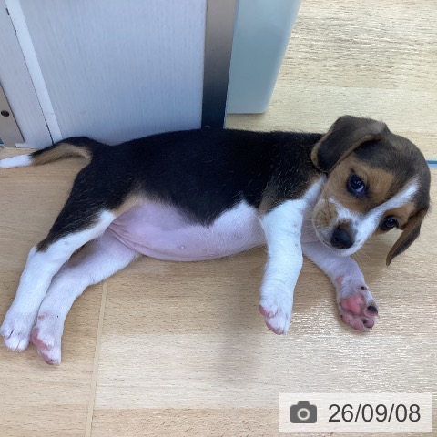 埼玉県のビーグル (ペットプラス 羽生店/2026年7月8日生まれ/女の子/ブラックタンホワイト)の子犬の4枚目の画像