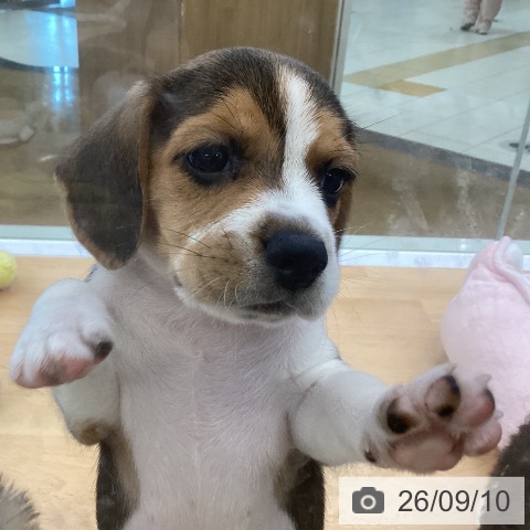 埼玉県のビーグル (ペットプラス 羽生店/2026年7月8日生まれ/女の子/ブラックタンホワイト)の子犬の3枚目の画像