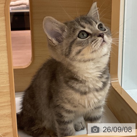 スコティッシュフォールドの写真