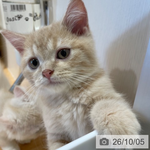 スコティッシュフォールドの写真