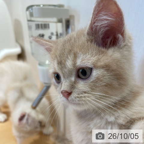 スコティッシュフォールドの写真