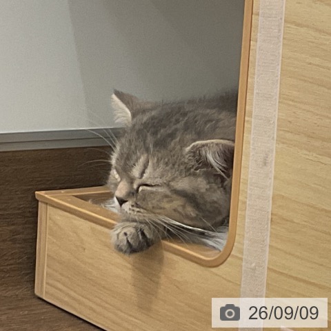 千葉県のマンチカン (ペッツワン 千葉ニュータウン店/2026年7月5日生まれ/女の子/ブルーパッチドタビー)の子猫の4枚目の画像