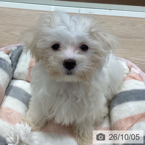千葉県のマルチーズ (ペットプラス ユーカリが丘店/2026年7月5日生まれ/男の子/ホワイト)の子犬の4枚目の画像