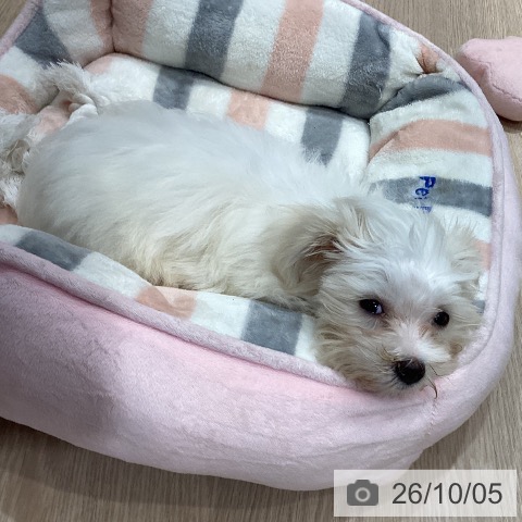 千葉県のマルチーズ (ペットプラス ユーカリが丘店/2026年7月5日生まれ/男の子/ホワイト)の子犬の3枚目の画像