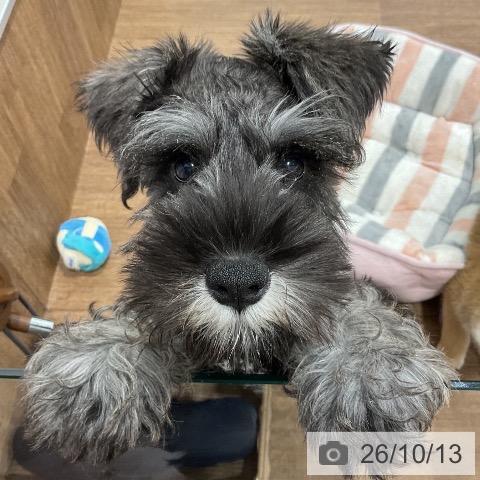 神奈川県のミニチュアシュナウザー (ペッツワン 小田原店/2026年7月7日生まれ/男の子/ソルトペッパー)の子犬の4枚目の画像