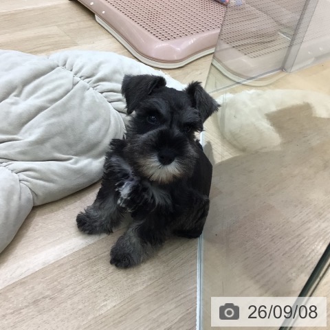 福島県のミニチュアシュナウザー (ペットプラス 福島店/2026年7月7日生まれ/男の子/ソルトペッパー)の子犬の4枚目の画像