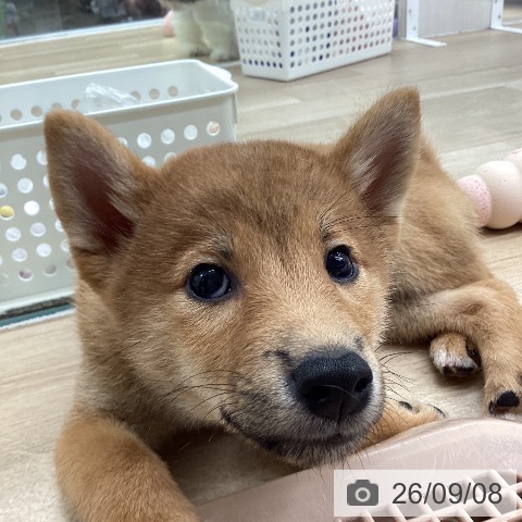 柴の写真