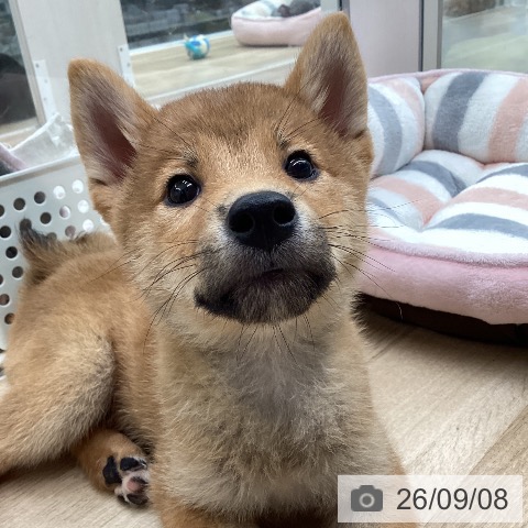 柴の写真