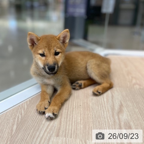 東京都の柴犬(標準サイズ) (ペットプラス 多摩平の森店/2026年6月30日生まれ/女の子/赤)の子犬の3枚目の画像