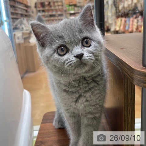 ブリティッシュショートヘアの写真