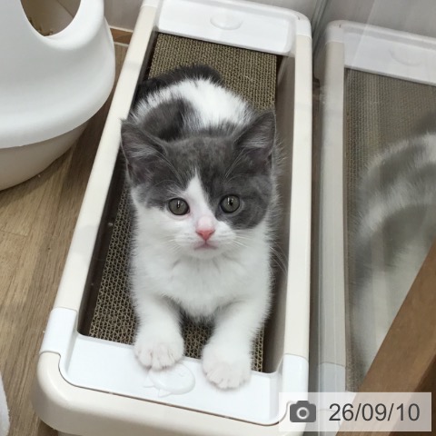 宮城県のブリティッシュショートヘアー (ペットプラス 仙台上杉店/2026年7月7日生まれ/男の子/ブルーホワイト)の子猫の4枚目の画像