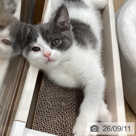 宮城県のブリティッシュショートヘアー (ペットプラス 仙台上杉店/2026年7月7日生まれ/男の子/ブルーホワイト)の子猫の4枚目の画像