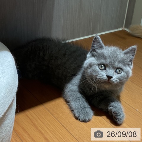 ブリティッシュショートヘアの写真