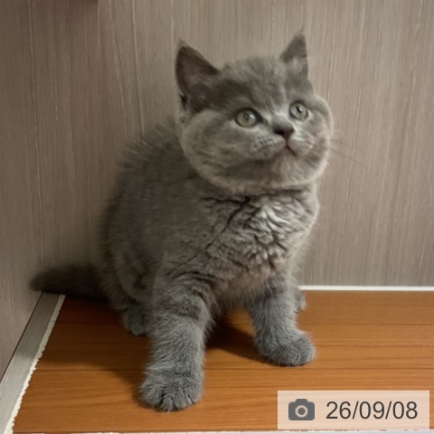 ブリティッシュショートヘアの写真