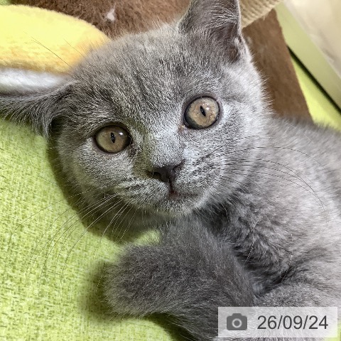 埼玉県のブリティッシュショートヘアー (ペットプラス 羽生店/2026年7月7日生まれ/女の子/ブルー)の子猫の3枚目の画像