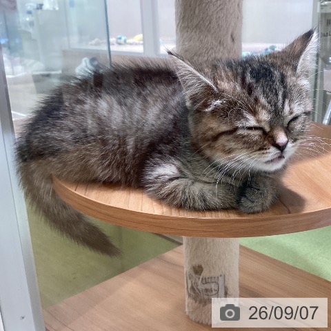 マンチカンの写真