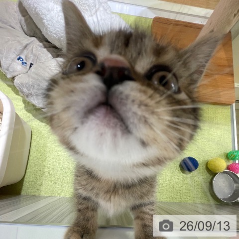 神奈川県のマンチカン (ペットプラス 新百合丘店/2026年7月8日生まれ/女の子/ブラウンタビー)の子猫の4枚目の画像