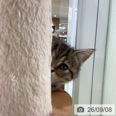 マンチカンの写真
