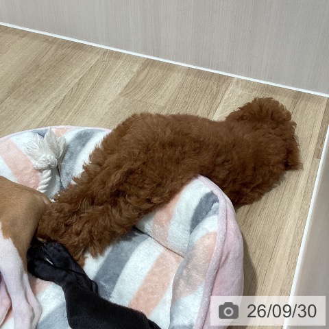 埼玉県のトイプードル(トイ) (ペットプラス ピオニウォーク東松山店/2026年7月4日生まれ/男の子/レッド)の子犬の4枚目の画像