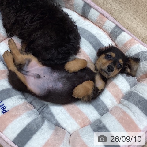 ミニチュア・ダックスフンドの写真