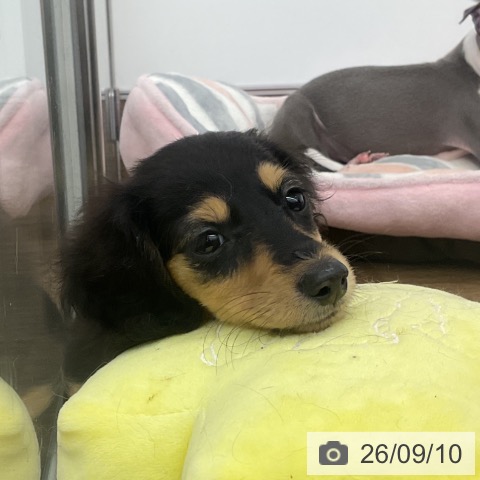 千葉県のミニチュアダックスフンド(ロング) (ペッツワン 千葉ニュータウン店/2026年7月5日生まれ/女の子/ブラックタン)の子犬の4枚目の画像