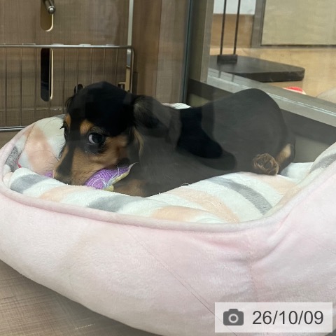 神奈川県のミニチュアダックスフンド(ロング) (ペッツワン 横須賀久里浜店/2026年7月5日生まれ/女の子/ブラックタン)の子犬の3枚目の画像